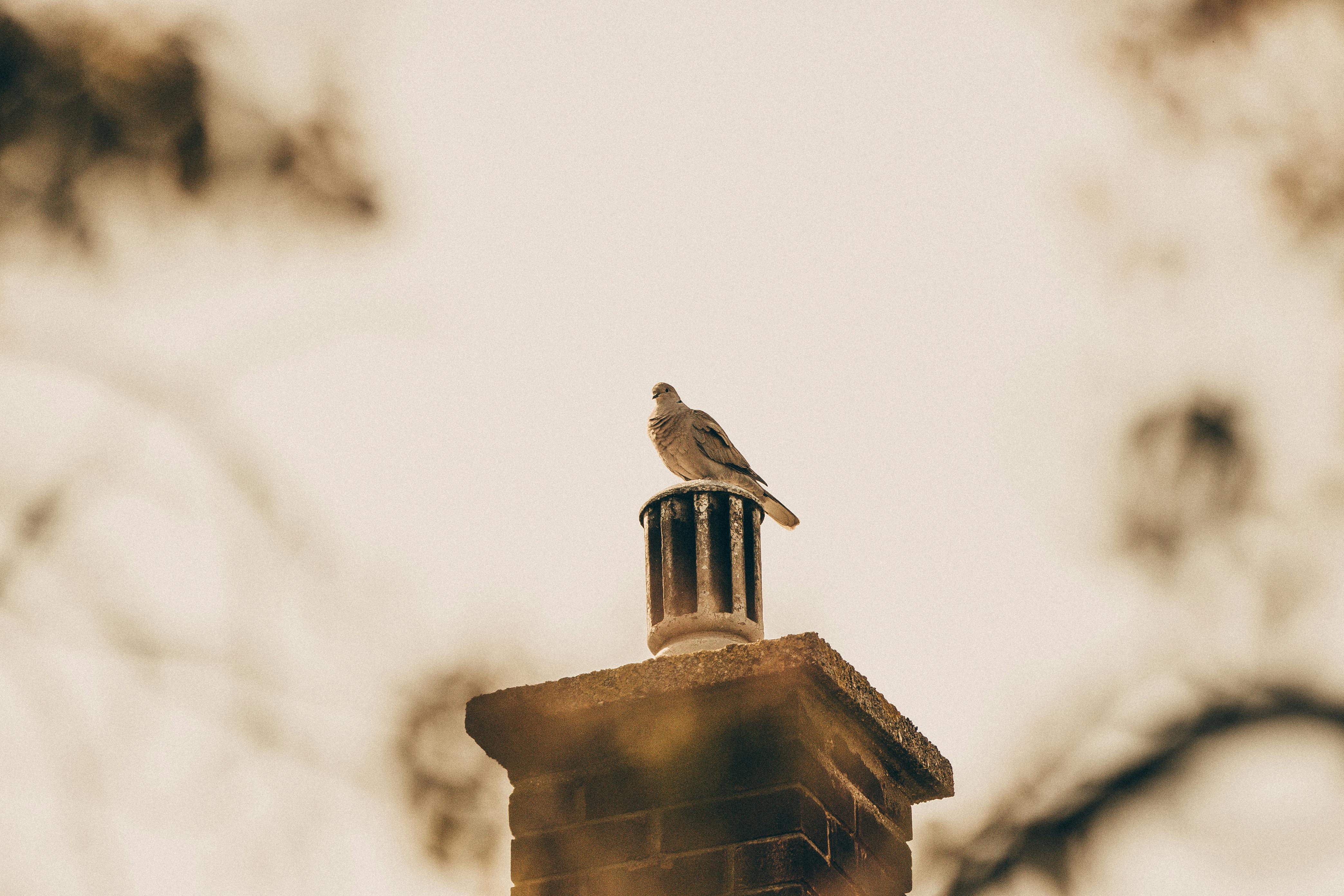 Professional Chimney Cap Installation Services in Murphy, TX Expert Chimney Cap Installation in Murphy, Texas